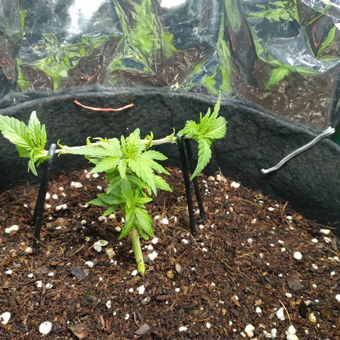 Green Crack growlog timeline photo