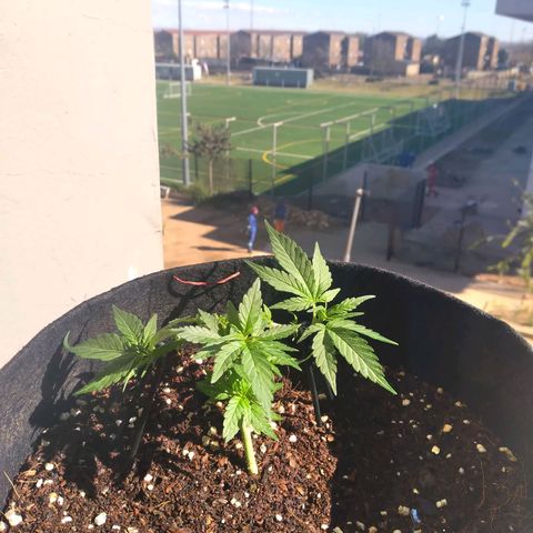 Green Crack growlog timeline photo