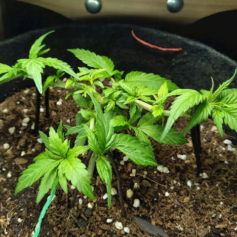 Green Crack growlog timeline photo