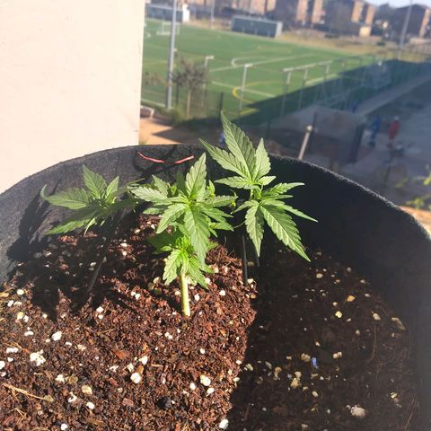 Green Crack growlog timeline photo