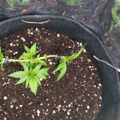 Green Crack growlog timeline photo