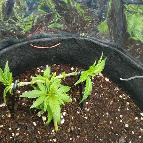 Green Crack growlog timeline photo