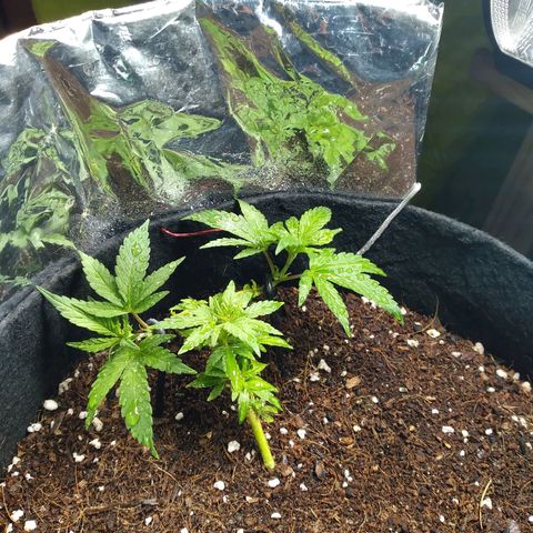 Green Crack growlog timeline photo