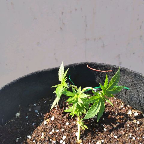 Green Crack growlog timeline photo