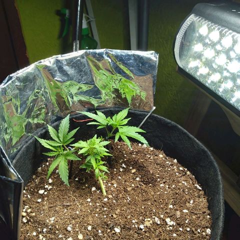 Green Crack growlog timeline photo