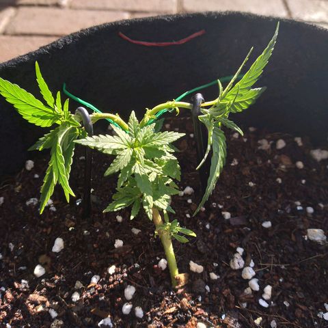 Green Crack growlog timeline photo
