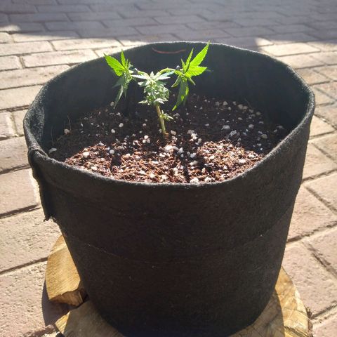 Green Crack growlog timeline photo