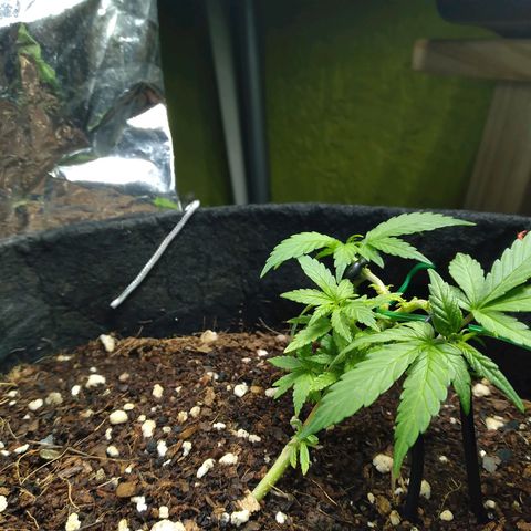 Green Crack growlog timeline photo