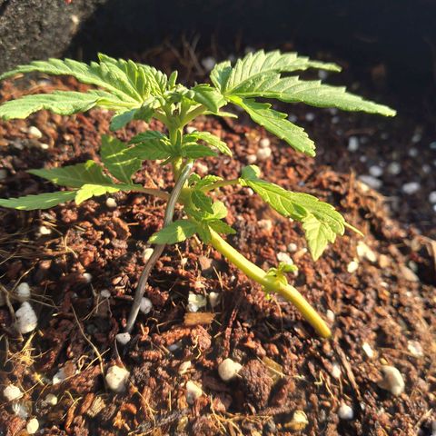 Green Crack growlog timeline photo