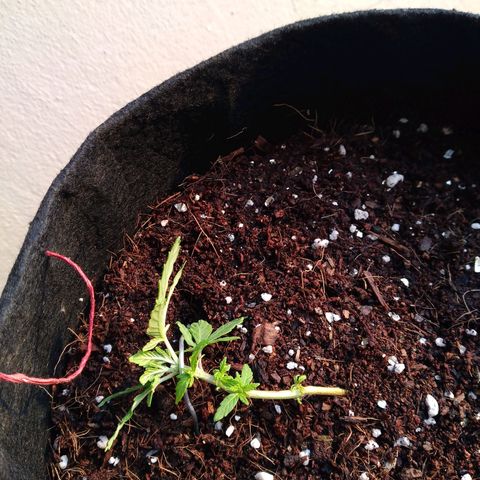 Green Crack growlog timeline photo