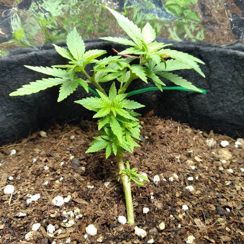 Green Crack growlog timeline photo