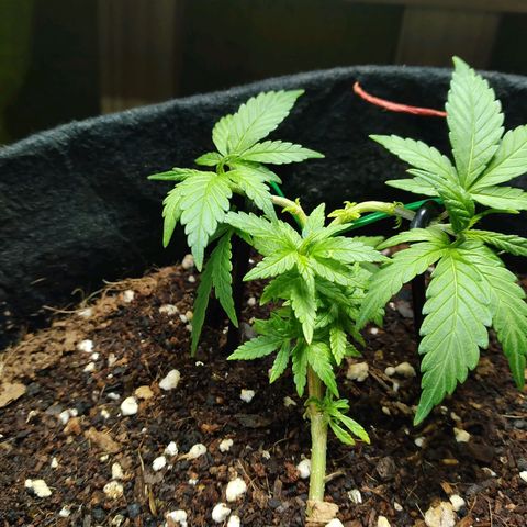 Green Crack growlog timeline photo