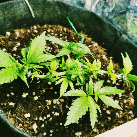 Green Crack growlog timeline photo