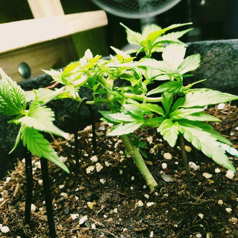 Green Crack growlog timeline photo