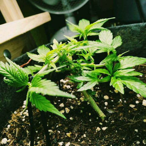 Green Crack growlog timeline photo