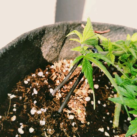 Green Crack growlog timeline photo