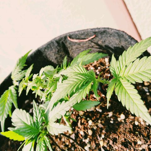 Green Crack growlog timeline photo
