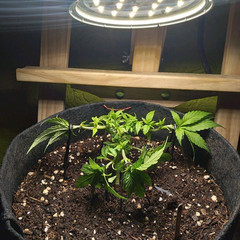 Green Crack growlog timeline photo