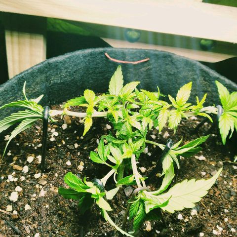 Green Crack growlog timeline photo