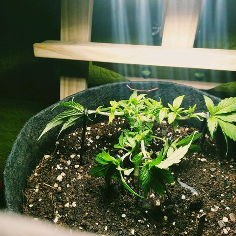 Green Crack growlog timeline photo