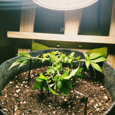 Green Crack growlog timeline photo