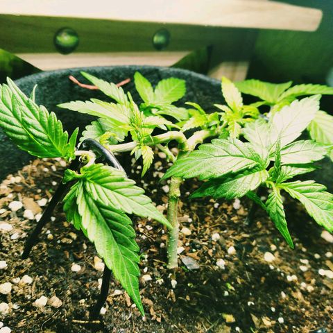 Green Crack growlog photo: Now we only have 4 stems..