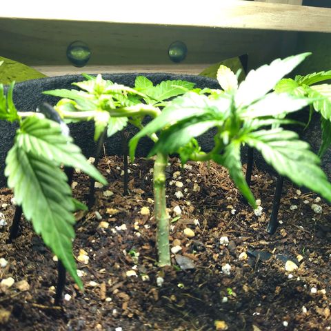 Green Crack growlog photo: Now we only have 4 stems..