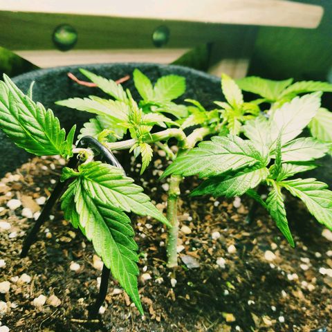 Green Crack growlog photo: Now we only have 4 stems..