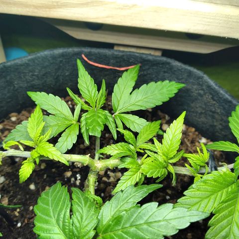 Green Crack growlog photo: Now we only have 4 stems..
