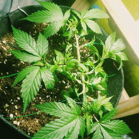 Green Crack growlog timeline photo