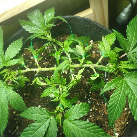 Green Crack growlog timeline photo