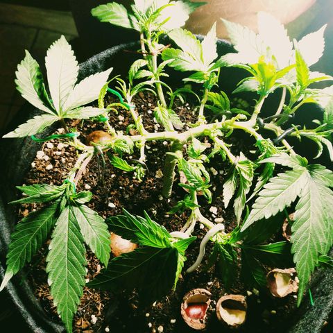 Green Crack growlog photo: Defoliation Complete
