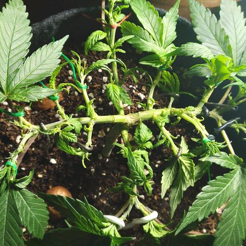 Green Crack growlog photo: Defoliation Complete