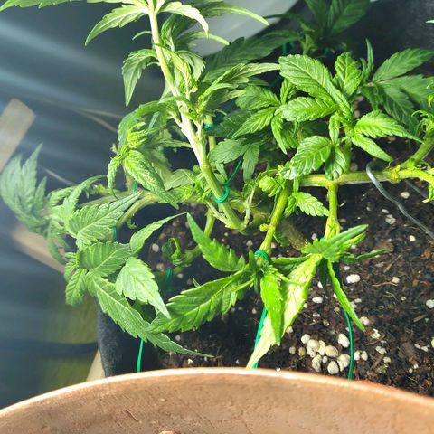 Green Crack growlog timeline photo