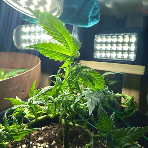 Green Crack growlog timeline photo