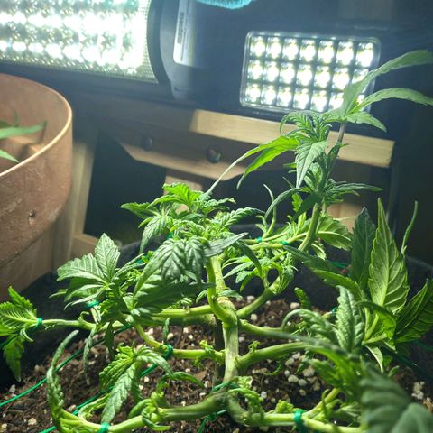 Green Crack growlog timeline photo