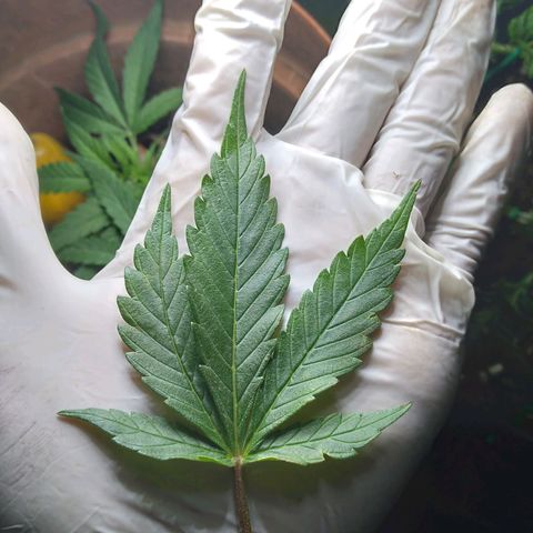 Green Crack growlog timeline photo