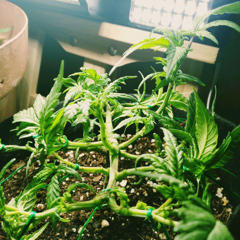 Green Crack growlog timeline photo