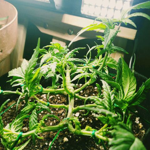Green Crack growlog timeline photo
