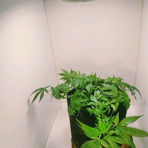 Green Crack growlog timeline photo