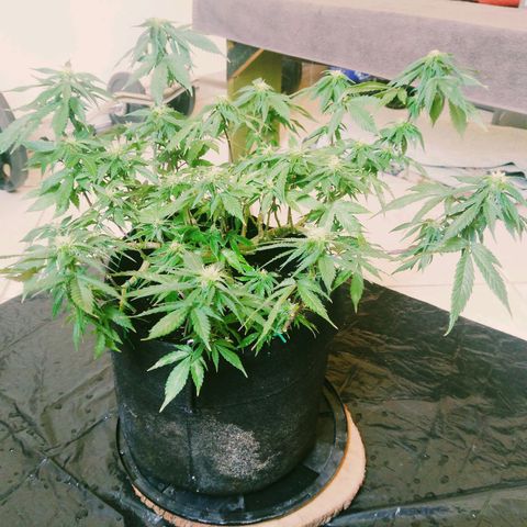 Green Crack growlog photo: Week 2 of Flowering