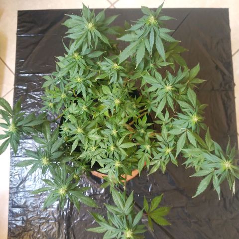 Green Crack growlog photo: Week 2 of Flowering