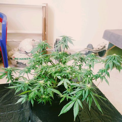 Green Crack growlog photo: Week 2 of Flowering