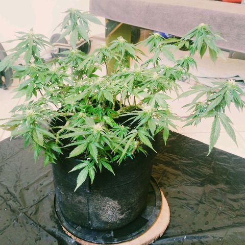 Green Crack growlog timeline photo