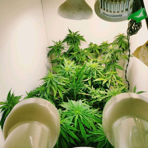 Green Crack growlog timeline photo