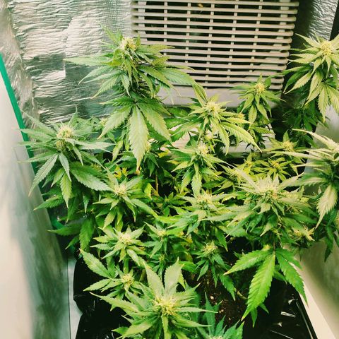 Green Crack growlog photo: Before defoliation and After its last Defoliation..