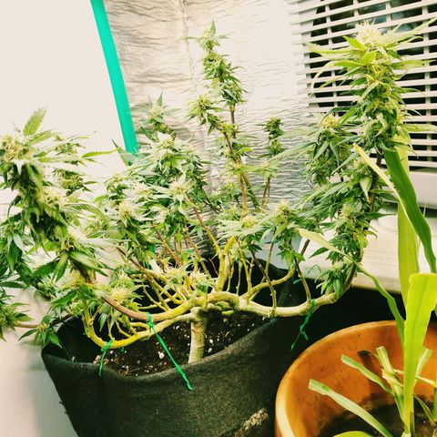 Green Crack growlog photo: Before defoliation and After its last Defoliation..