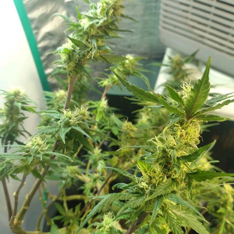 Green Crack growlog timeline photo