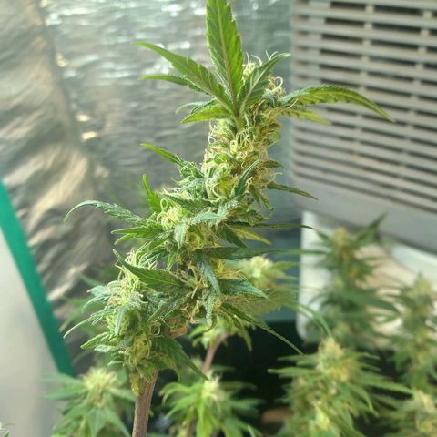 Green Crack growlog timeline photo