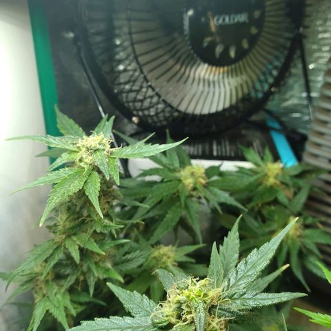 Green Crack growlog photo: After Bud Pinching